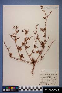 Eriogonum divaricatum image